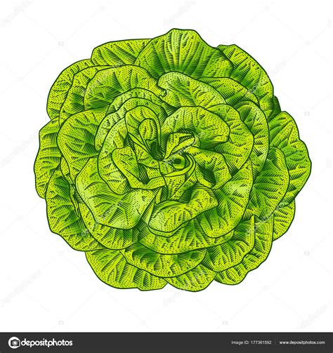 dessin de salade verte